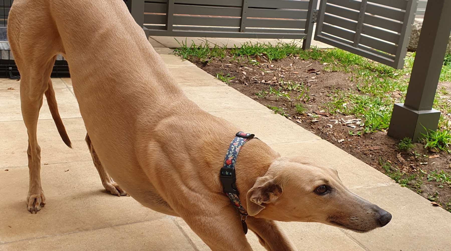 Greyhounds therapy dog called Bonnie stretching