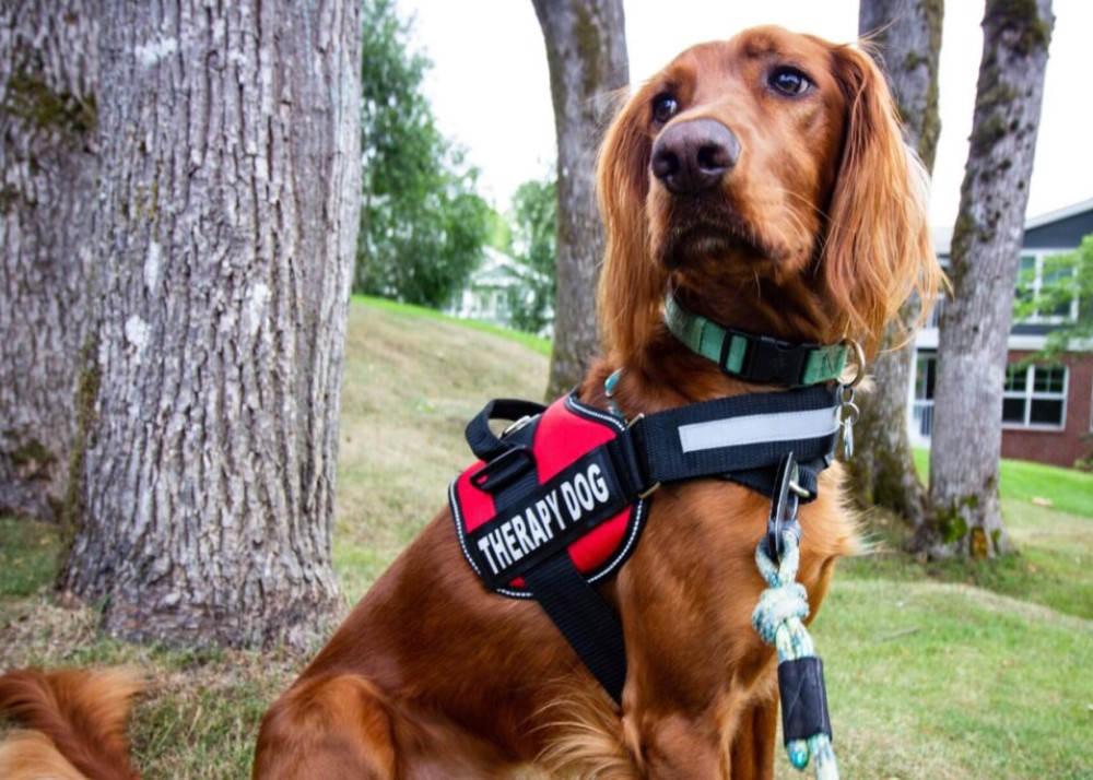 A glossy brown dog in a ‘therapy dog’ harness poses outdoors for the camera. Pet Therapy - Focus Care & Disability Services.
